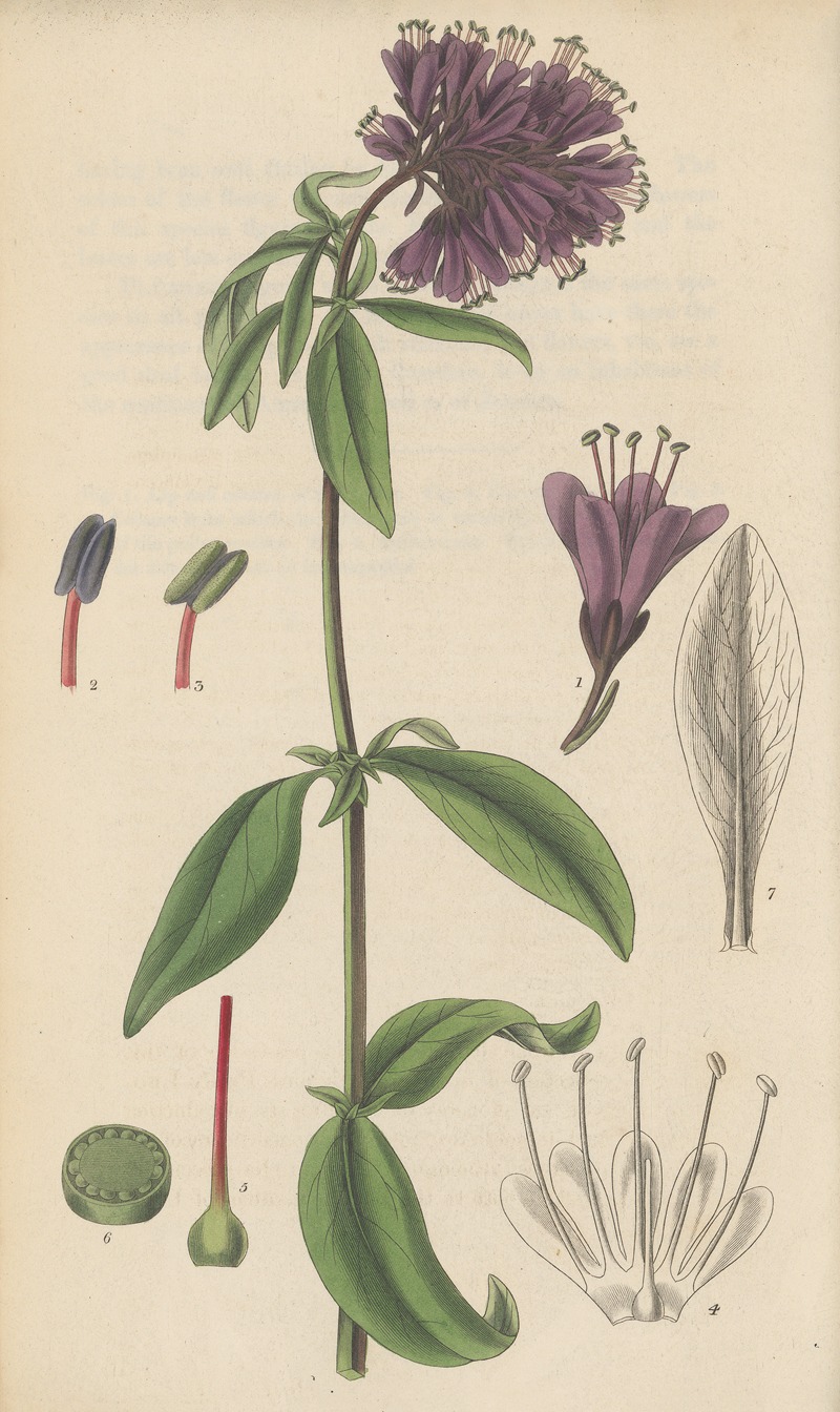 William Jackson Hooker - Lysimachia atro-purpurea