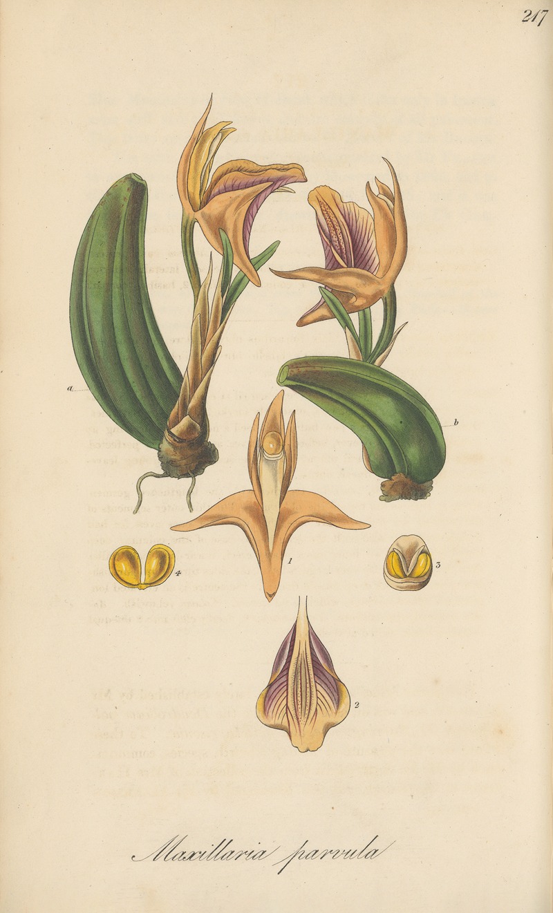 William Jackson Hooker - Maxillaria parvula