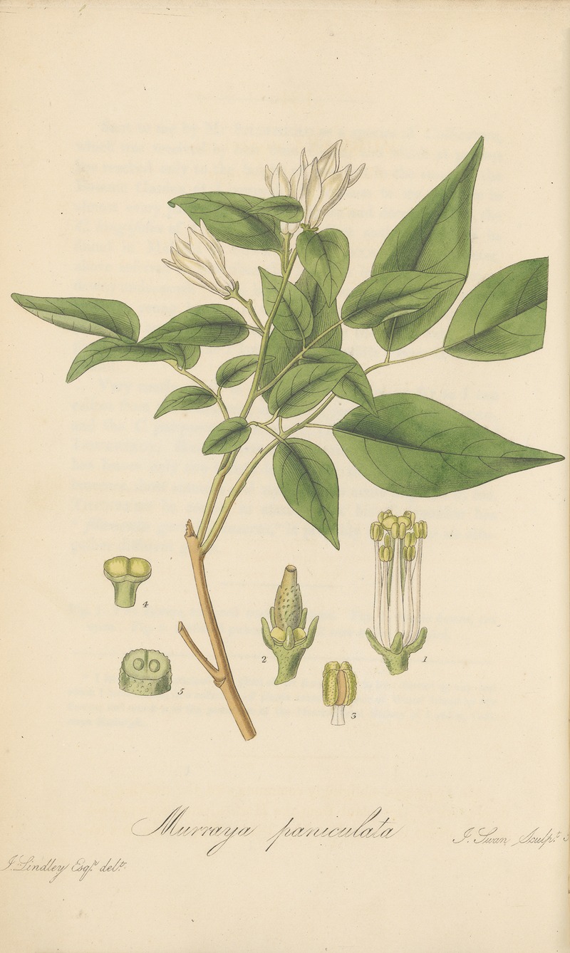 William Jackson Hooker - Murraya paniculata