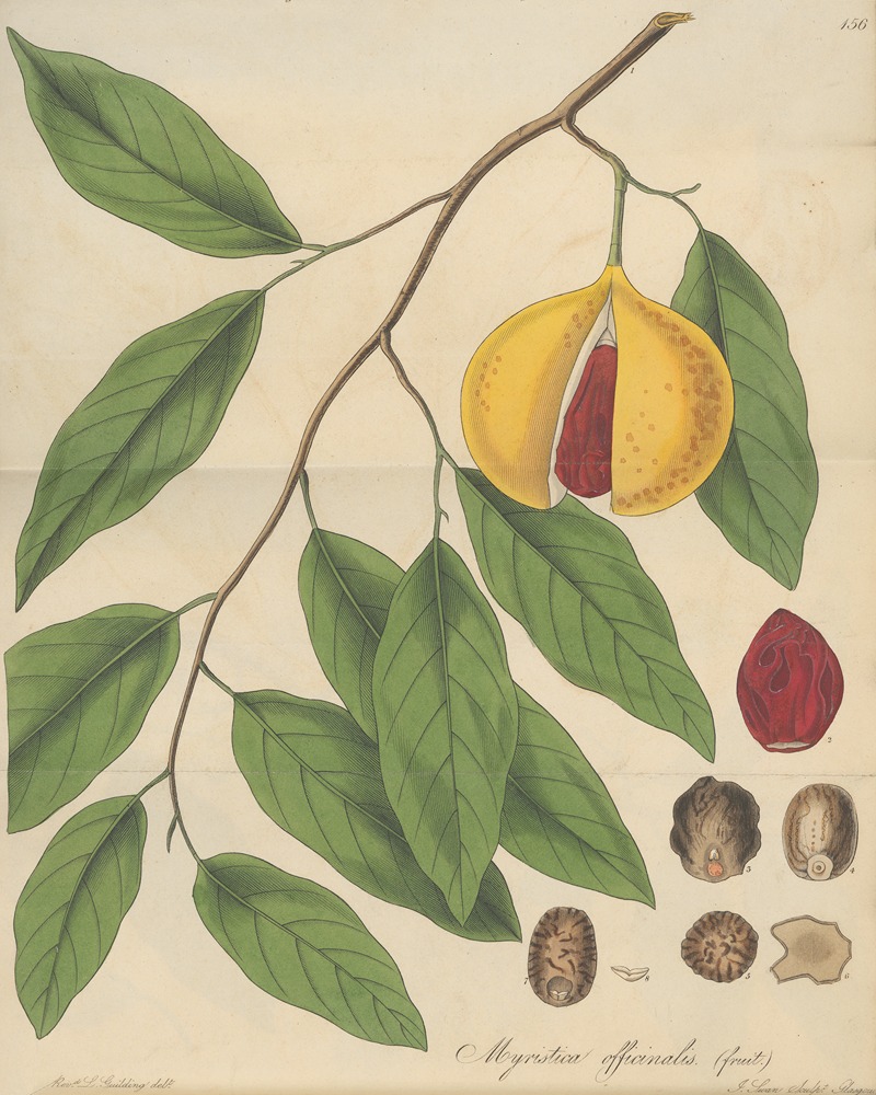 William Jackson Hooker - Myristica Officinalis (fruit)