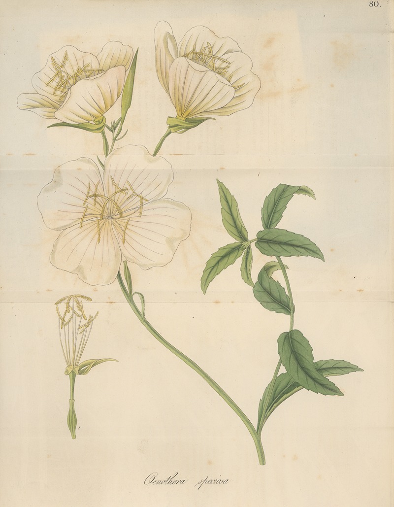 William Jackson Hooker - Oenothera speciosa