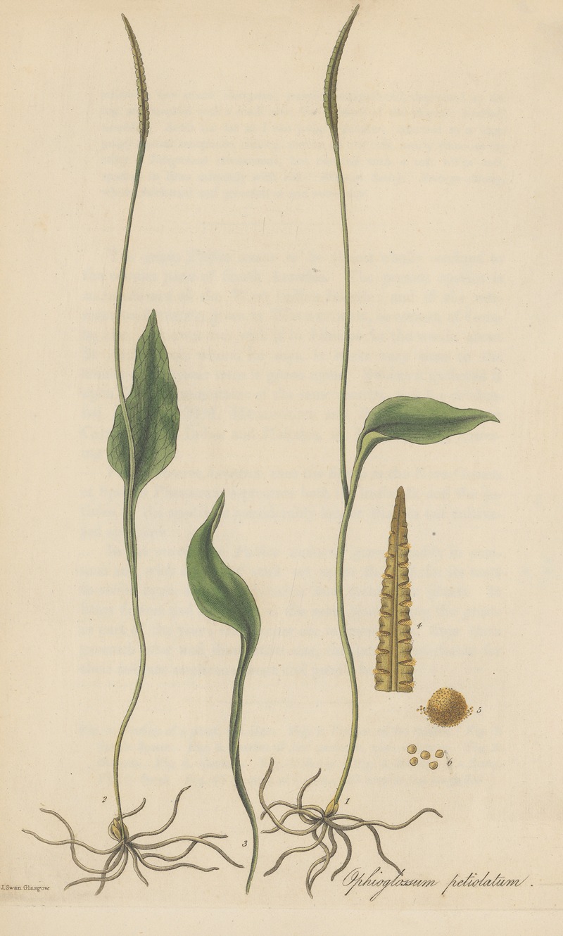 William Jackson Hooker - Ophioglossum petiolatum