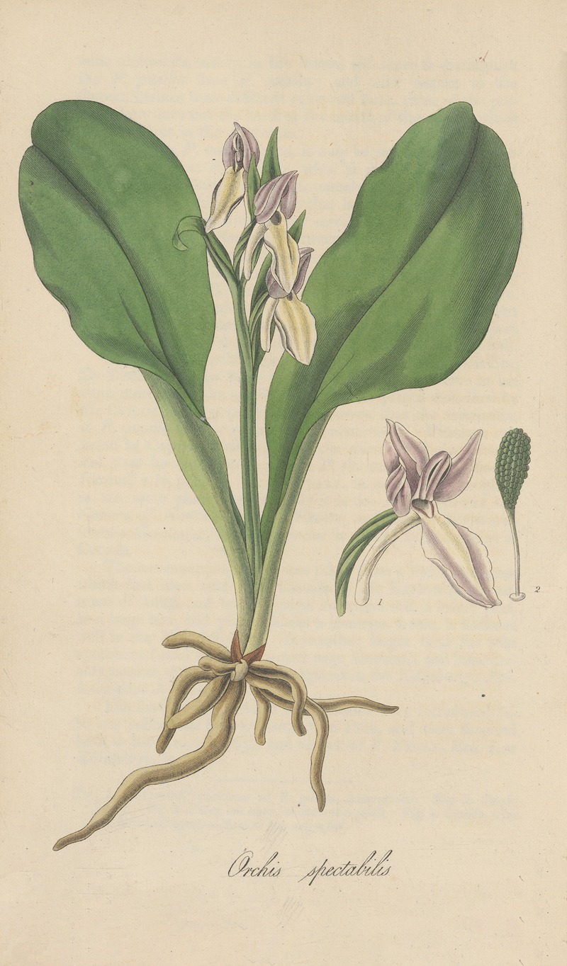 William Jackson Hooker - Orchis spectabilis