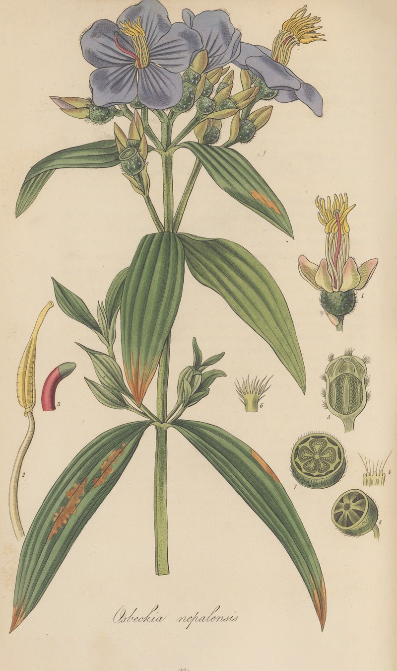 William Jackson Hooker - Osbeckia nepalensis
