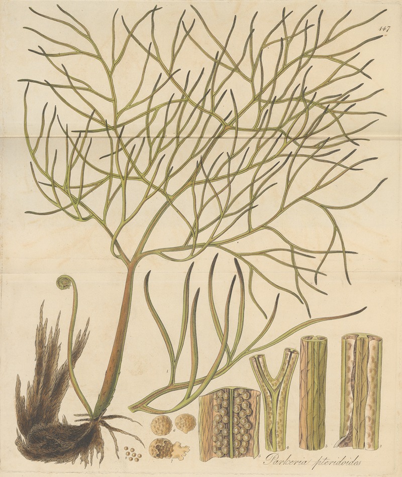 William Jackson Hooker - Parkeria pteridoides