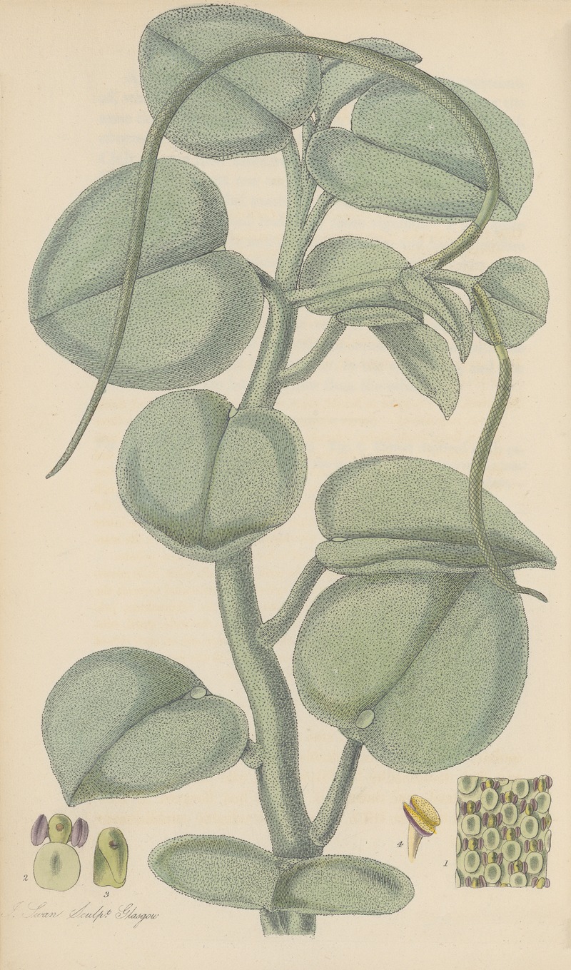 William Jackson Hooker - Peperomia incana