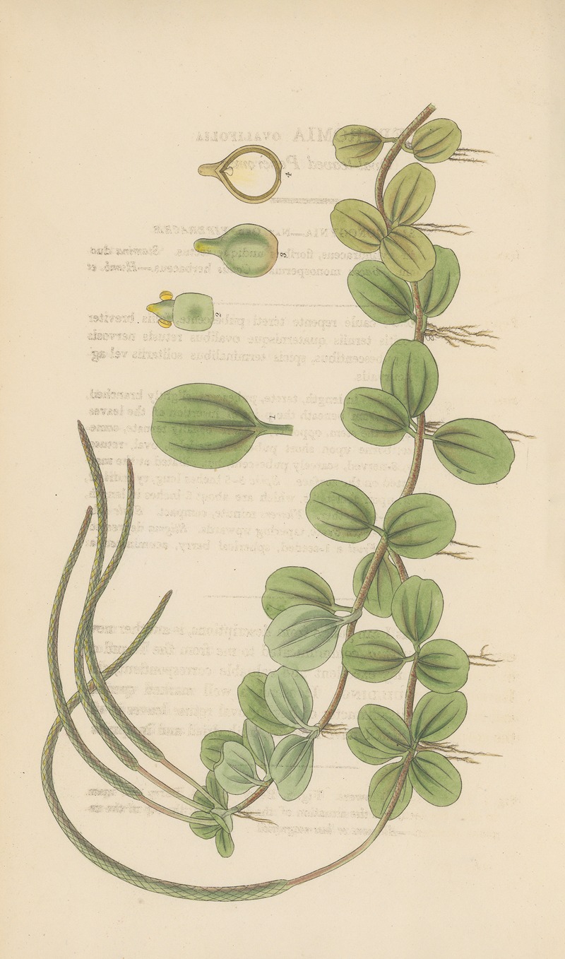 William Jackson Hooker - Peperomia ovalifolis