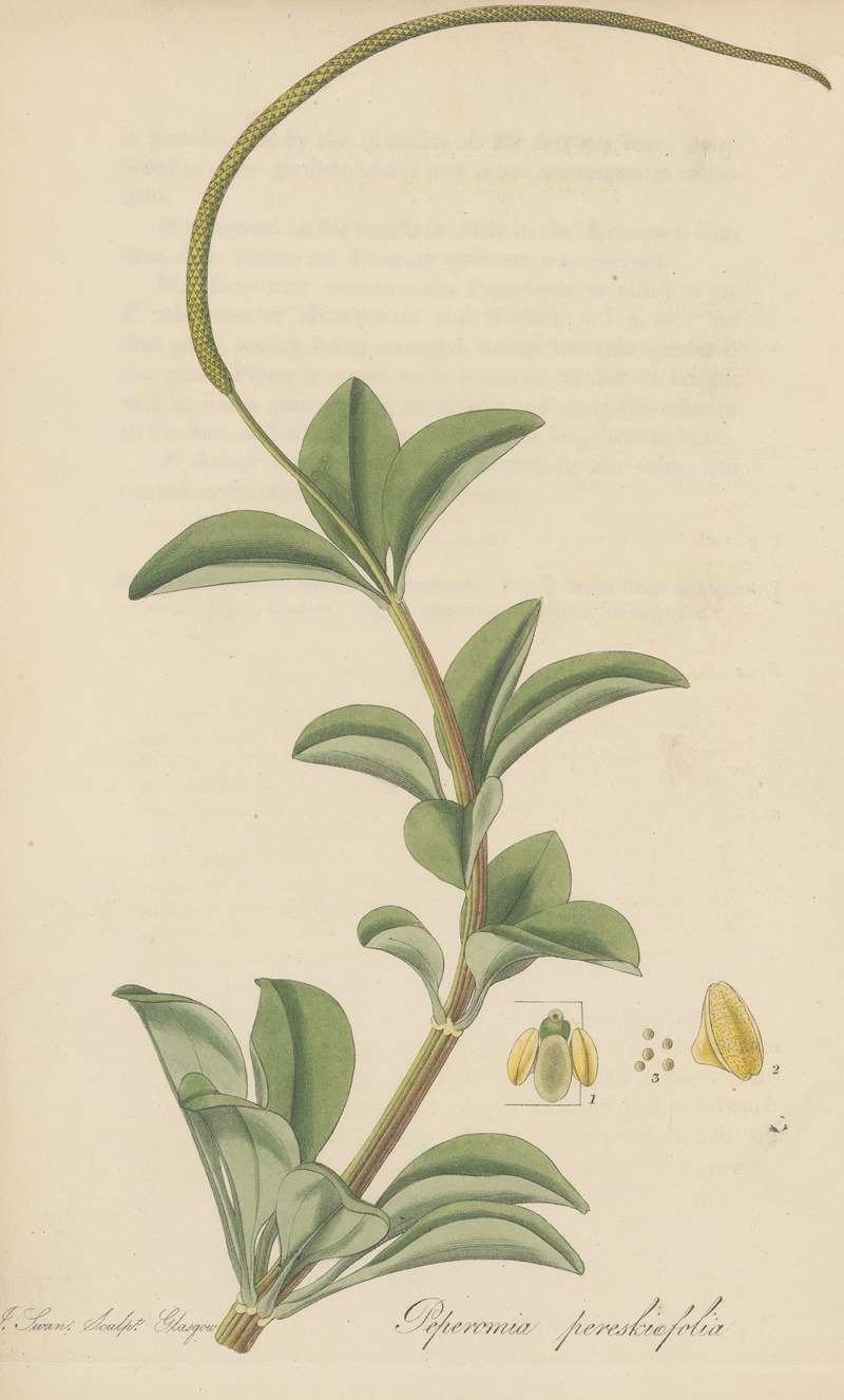William Jackson Hooker - Peperomia pereskiaefolia