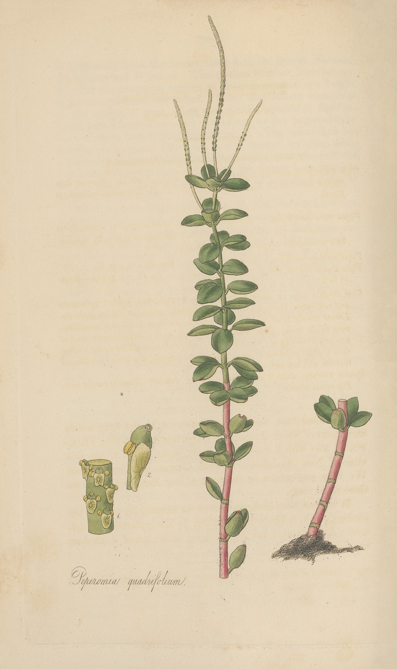 William Jackson Hooker - Peperomia quadrifolium