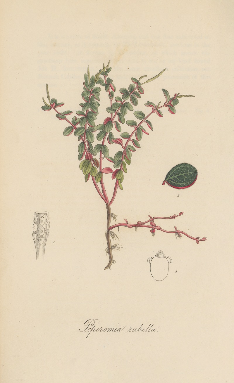 William Jackson Hooker - Peperomia rubella