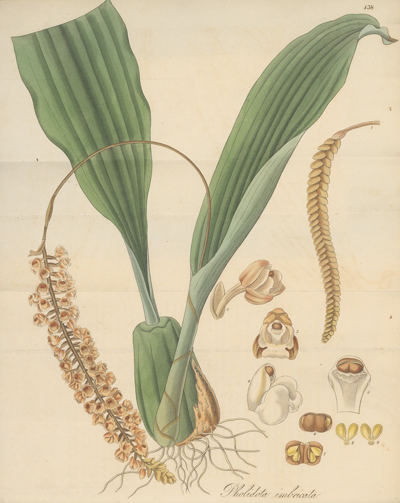 William Jackson Hooker - Pholidota imbricata