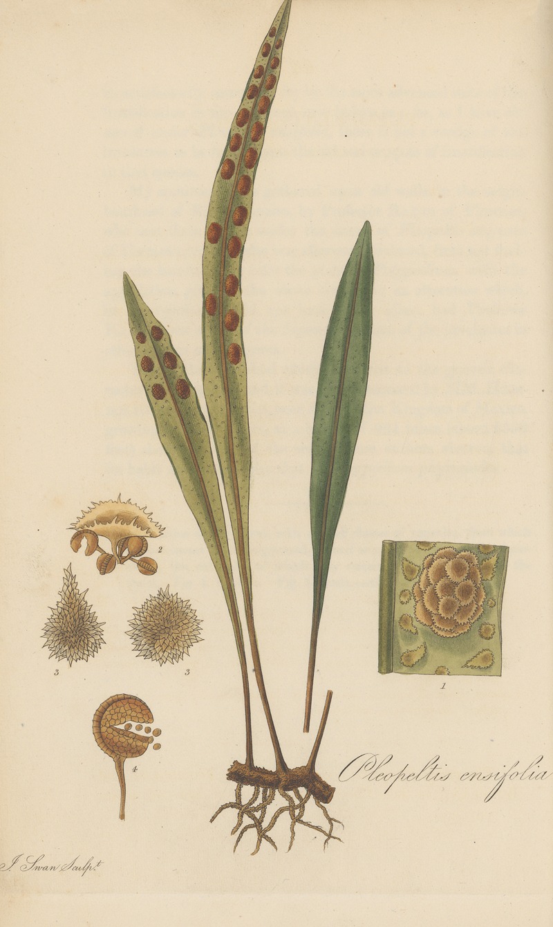 William Jackson Hooker - Pleopeltis ensifolia