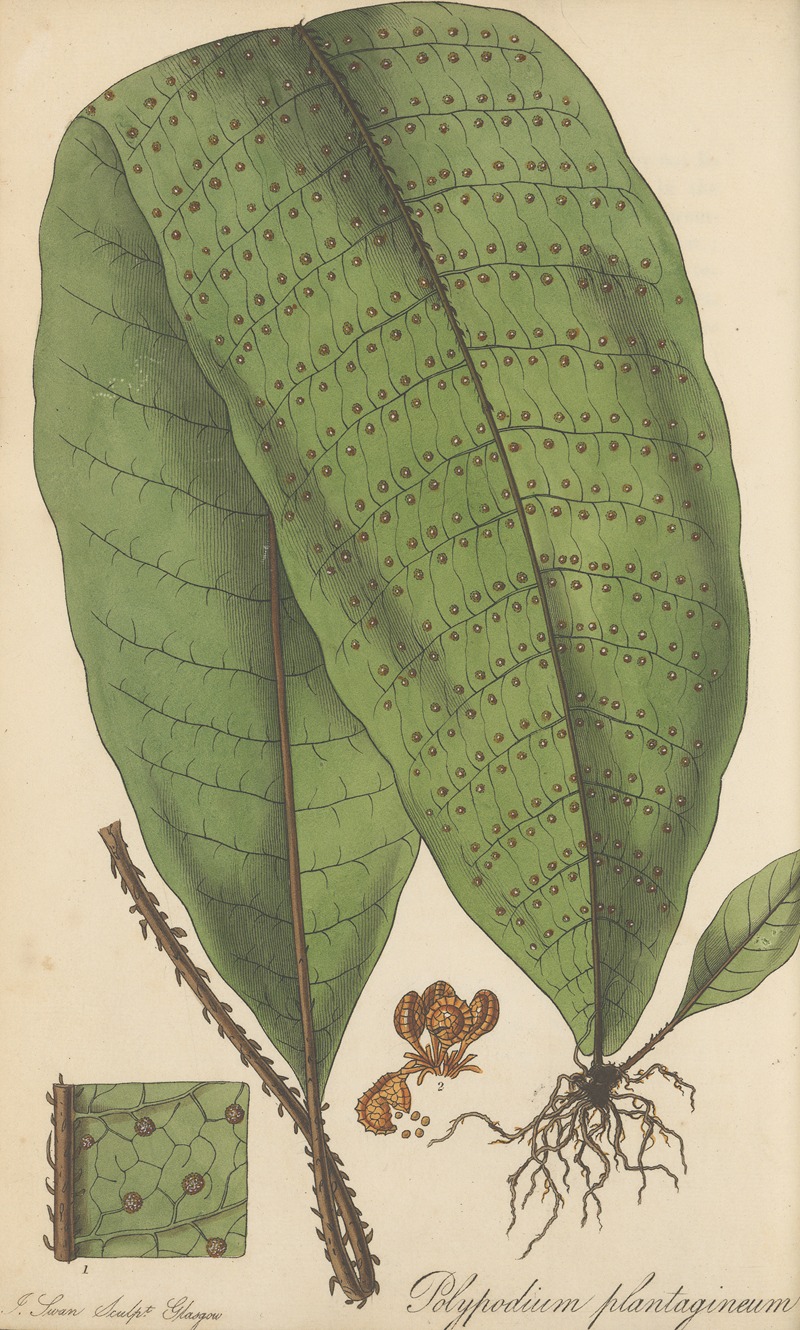 William Jackson Hooker - Polypodium plantagineum