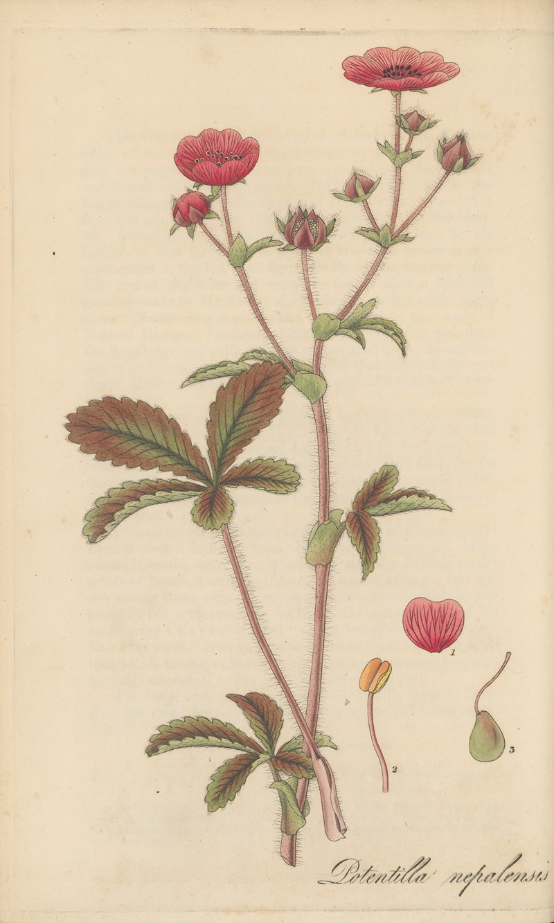 William Jackson Hooker - Potentilla nepalensis