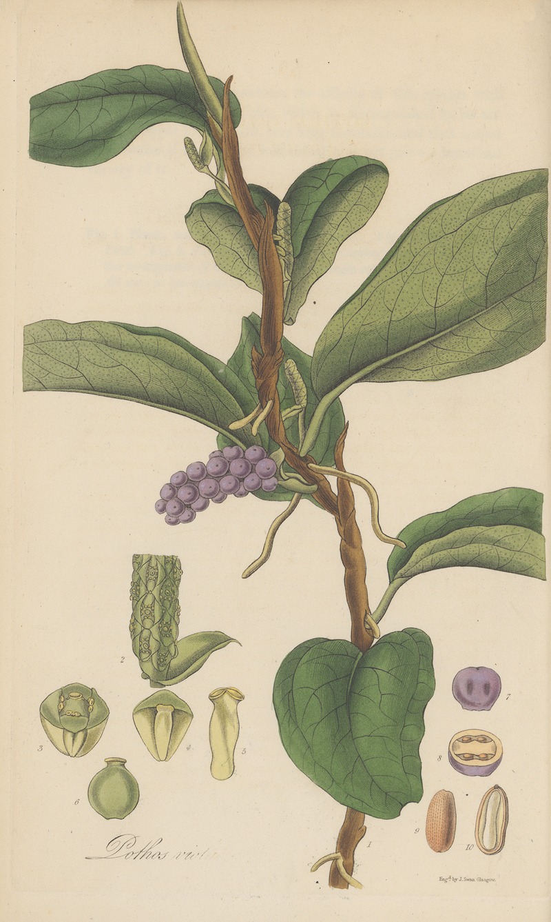 William Jackson Hooker - Pothos violacea