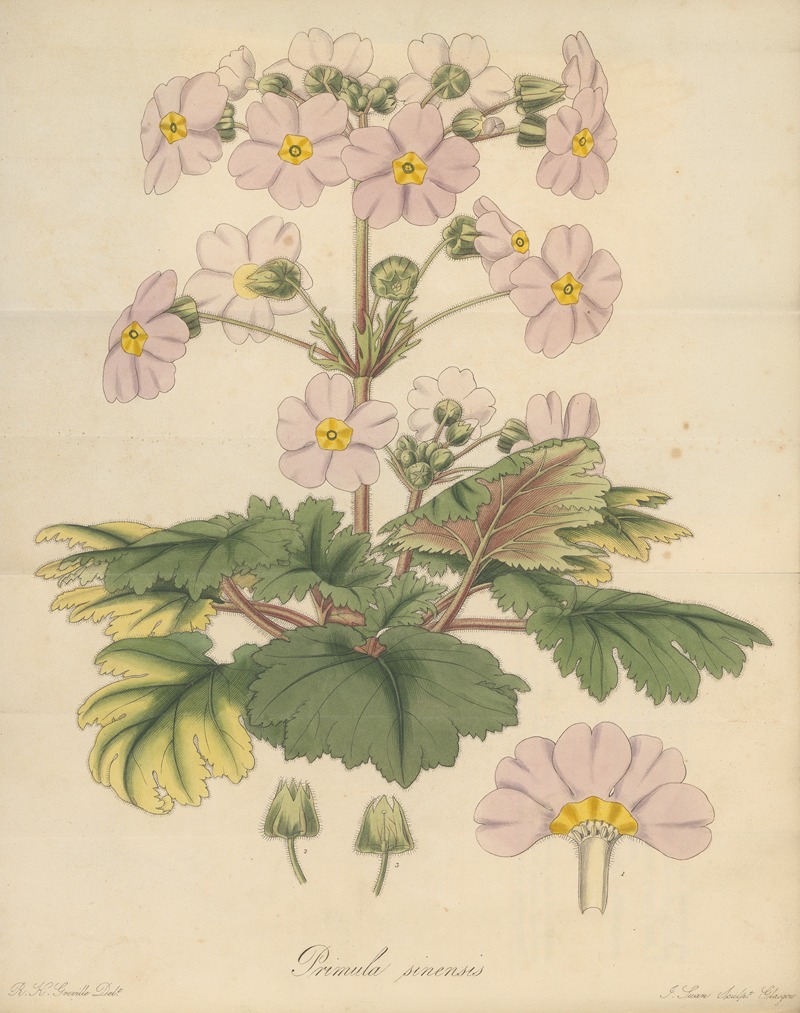 William Jackson Hooker - Primula sinensis