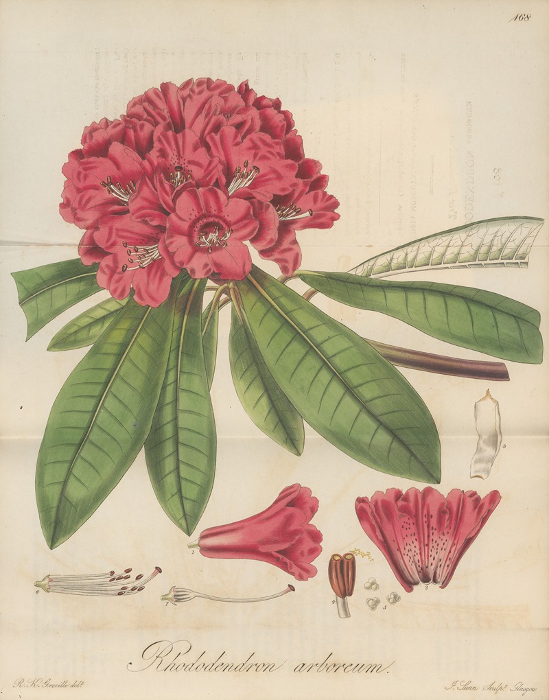 William Jackson Hooker - Rhododendron arboreum