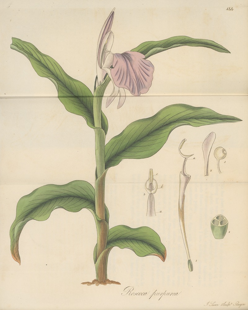 William Jackson Hooker - Roscoea purpurea