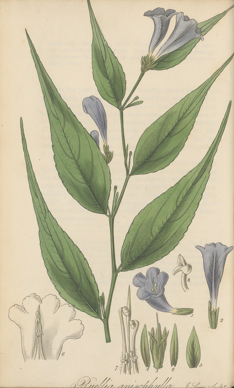 William Jackson Hooker - Ruellia anisophylla