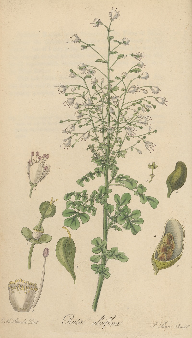 William Jackson Hooker - Ruta albiflora