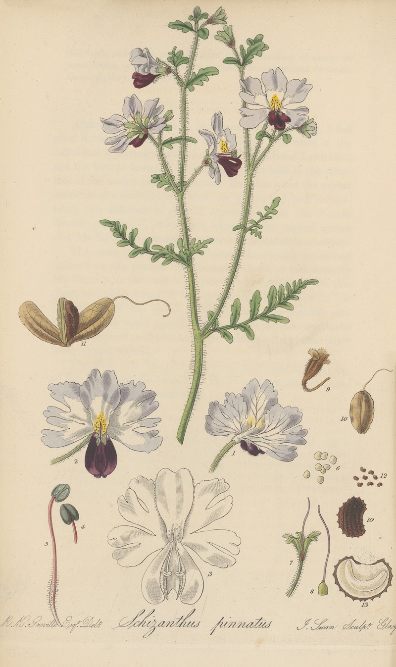 William Jackson Hooker - Schizanthus pinnatus