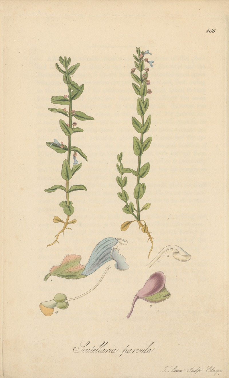 William Jackson Hooker - Scutellaria parvula