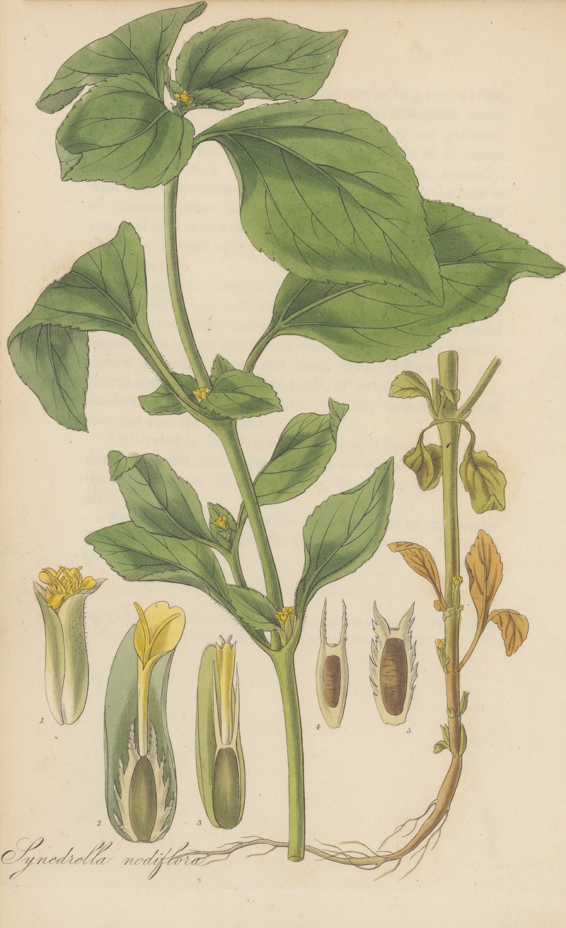 William Jackson Hooker - Synedrella nodiflora