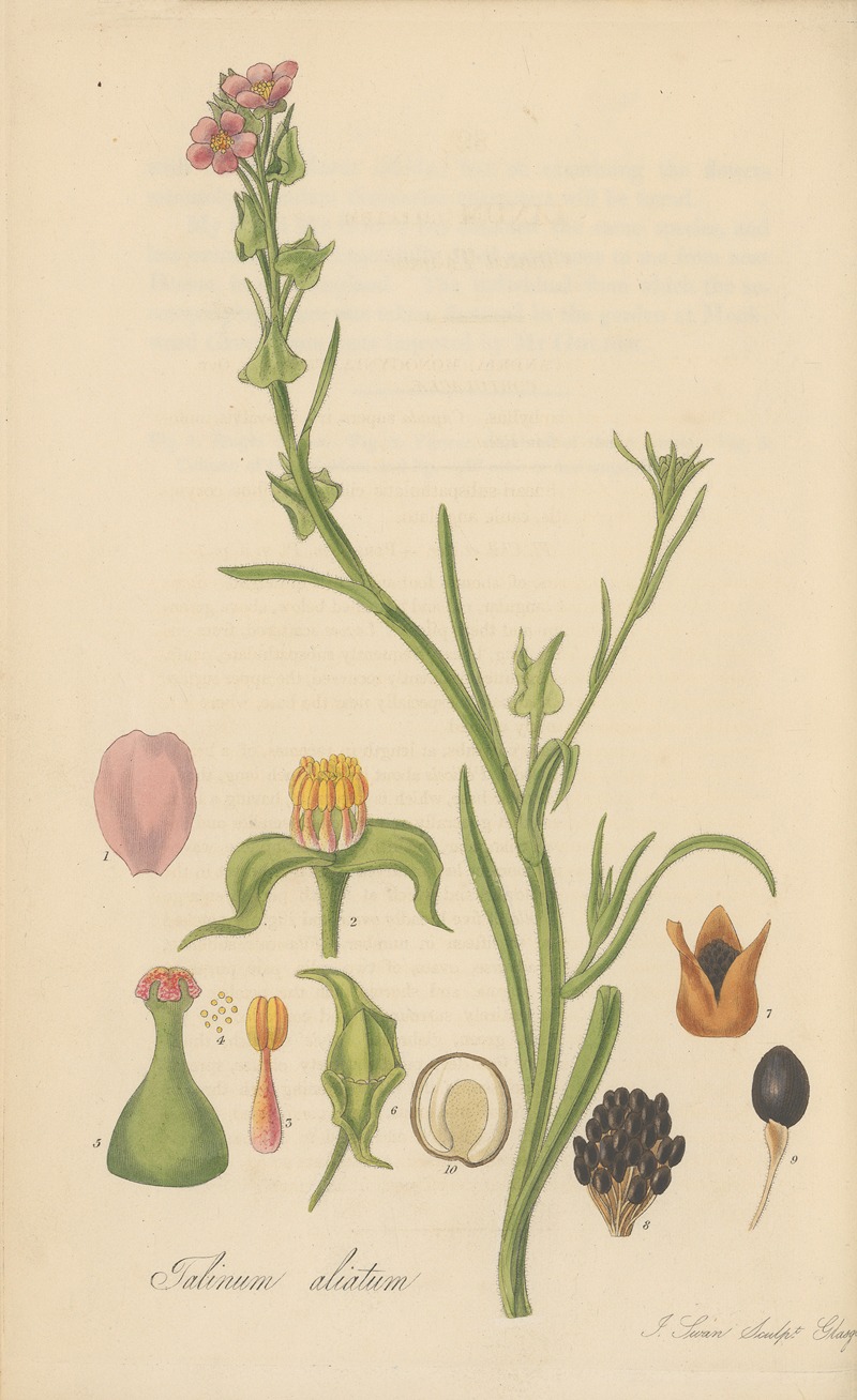 William Jackson Hooker - Talinum ciliatum