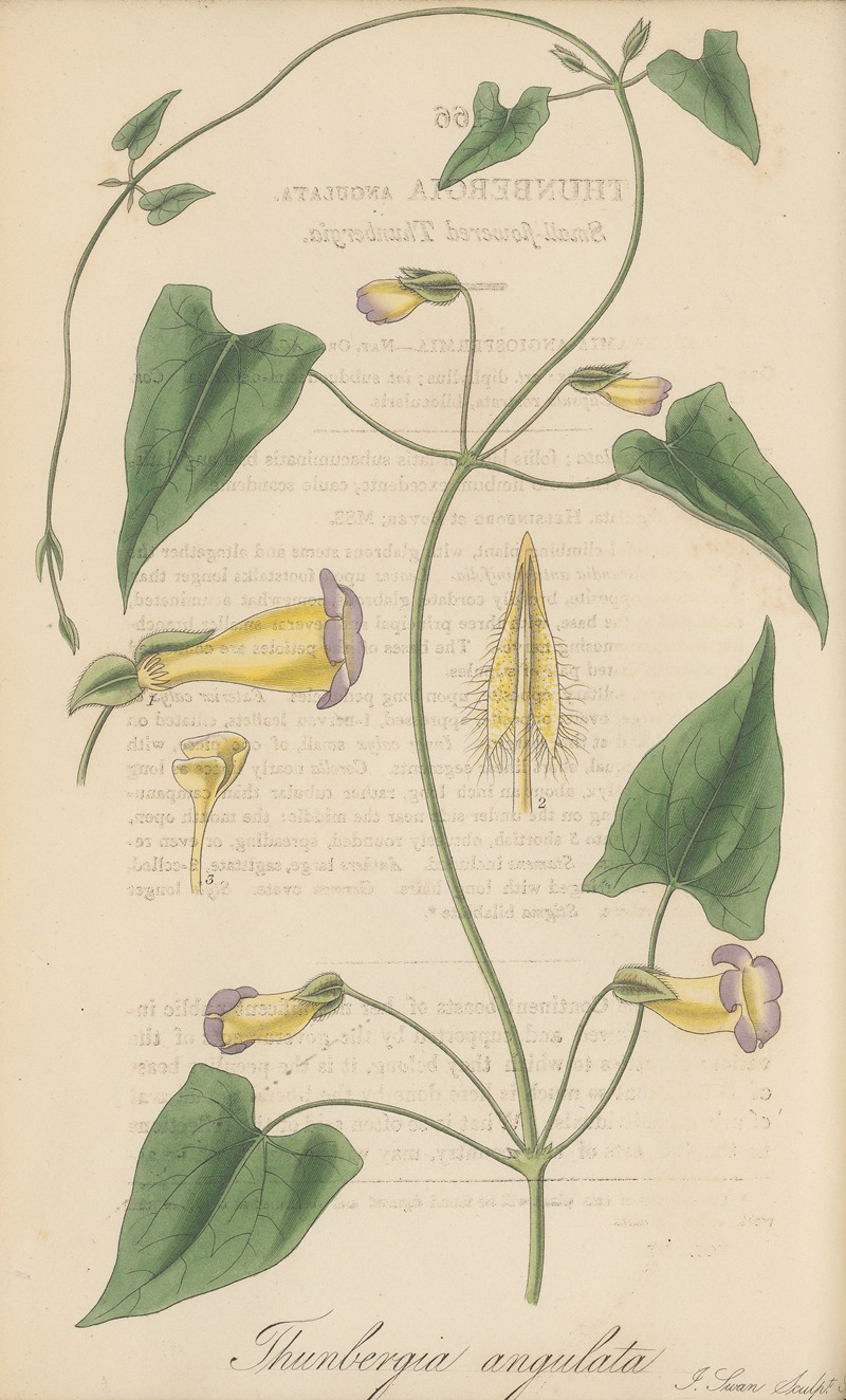 William Jackson Hooker - Thunbergia angulata