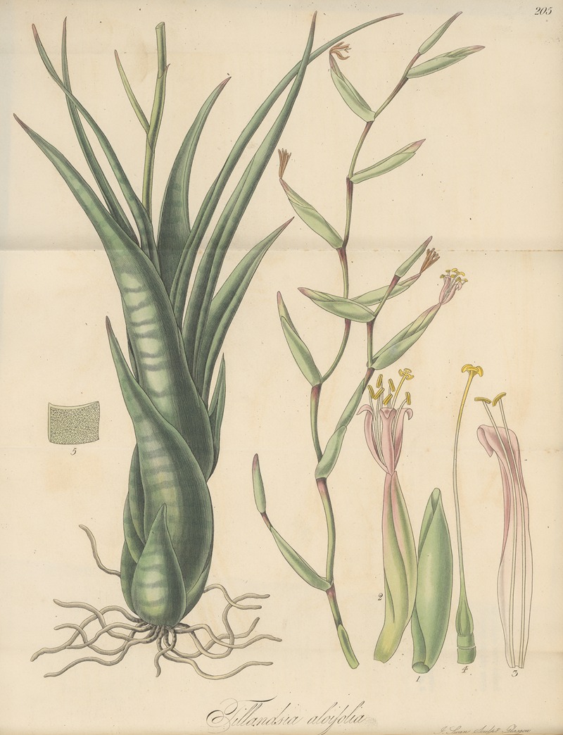 William Jackson Hooker - Tillandsia aloifolia