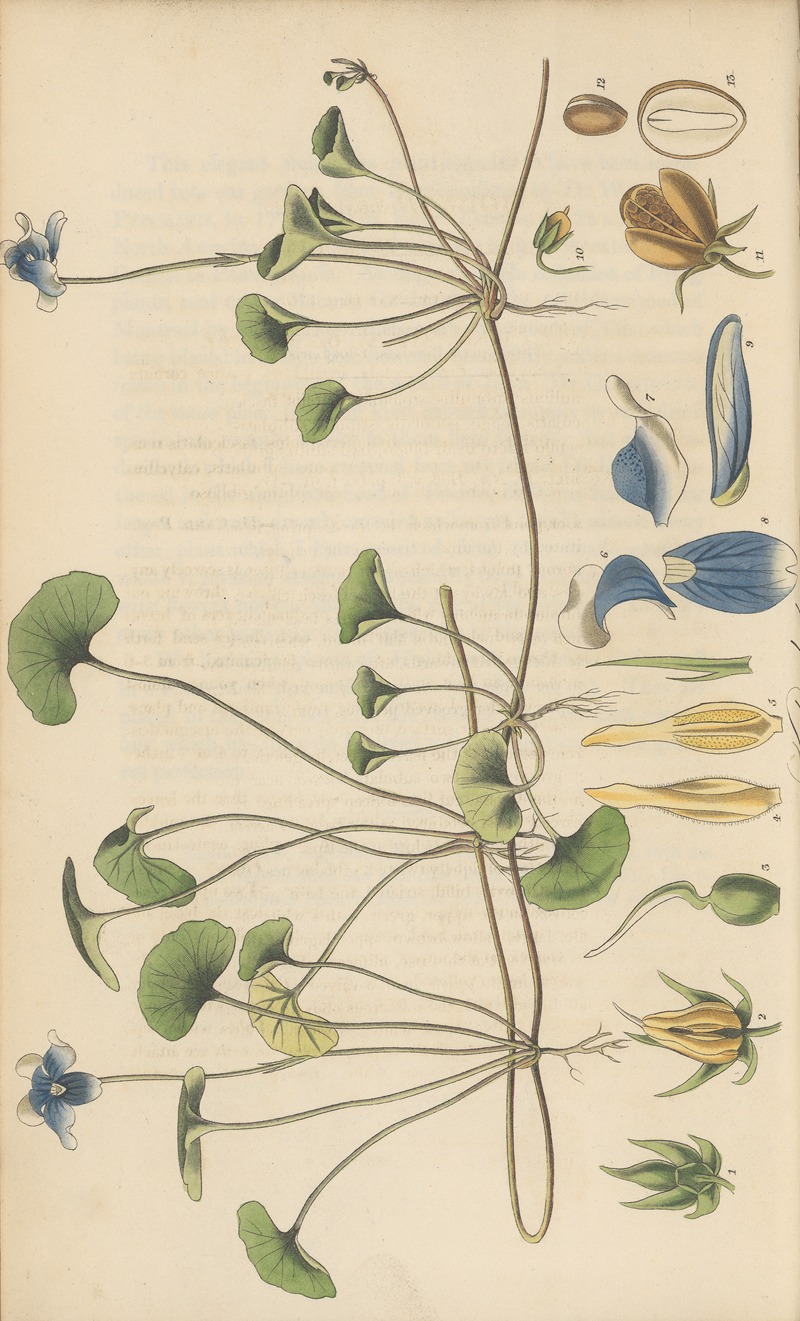 William Jackson Hooker - Viola hederacea