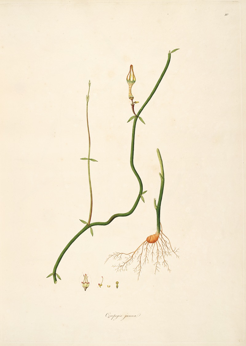 William Roxburgh - Plants of the coast of Coromandel Pl.010