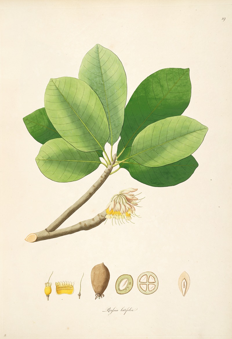 William Roxburgh - Plants of the coast of Coromandel Pl.019