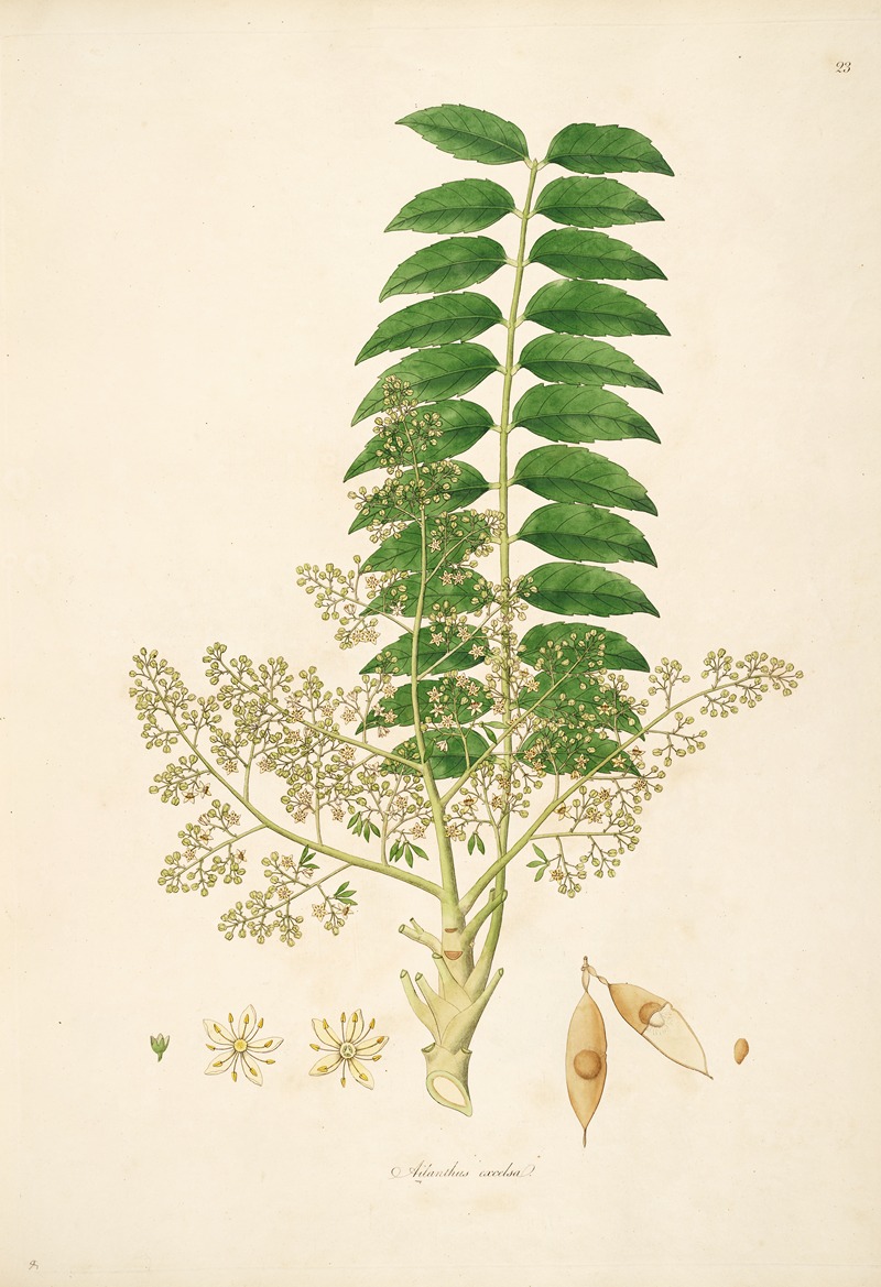 William Roxburgh - Plants of the coast of Coromandel Pl.023