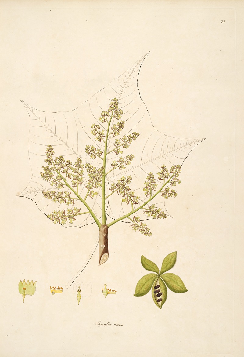 William Roxburgh - Plants of the coast of Coromandel Pl.024