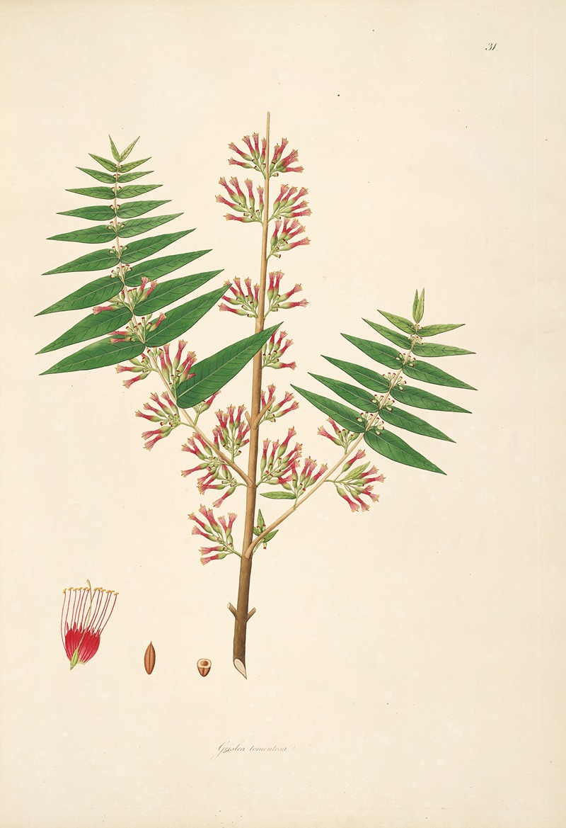 William Roxburgh - Plants of the coast of Coromandel Pl.031