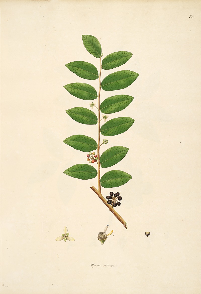 William Roxburgh - Plants of the coast of Coromandel Pl.034