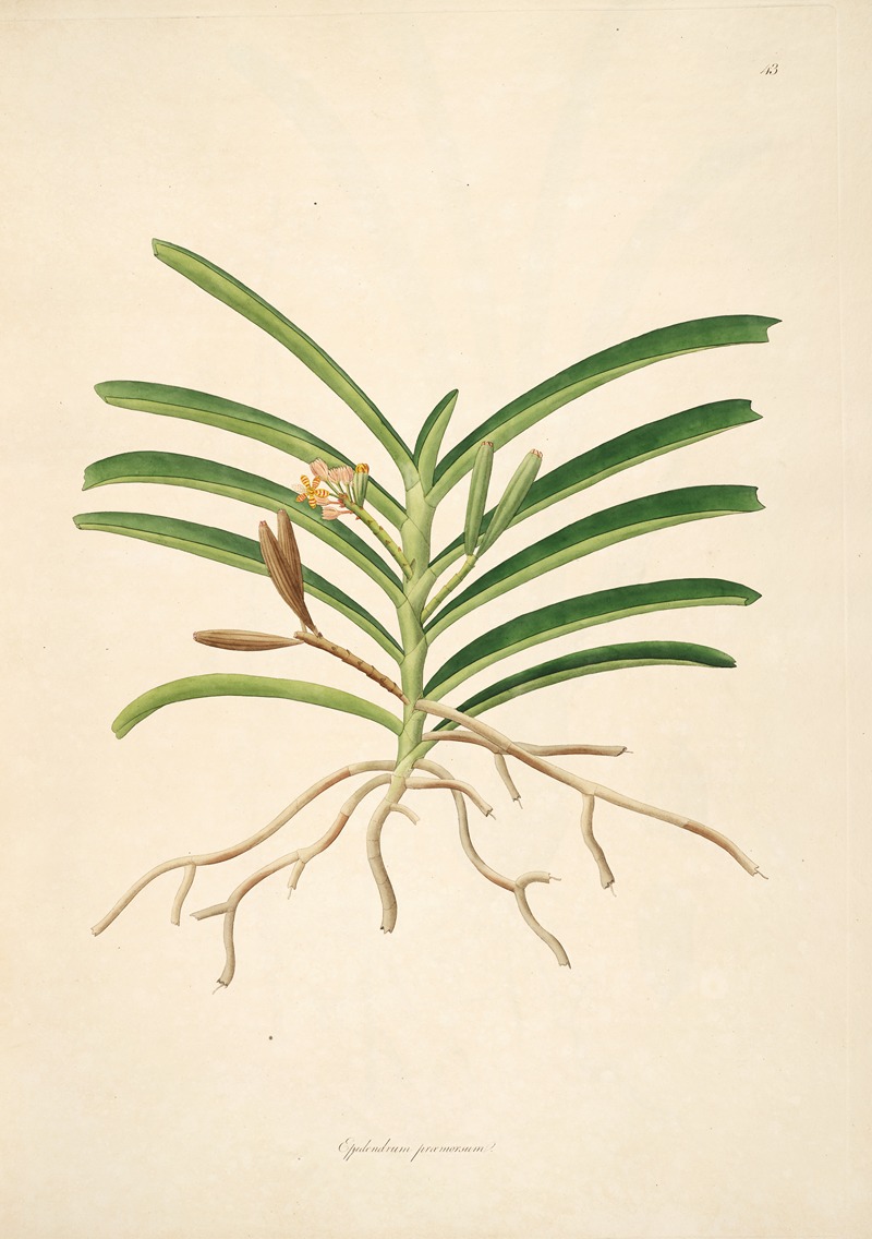 William Roxburgh - Plants of the coast of Coromandel Pl.043