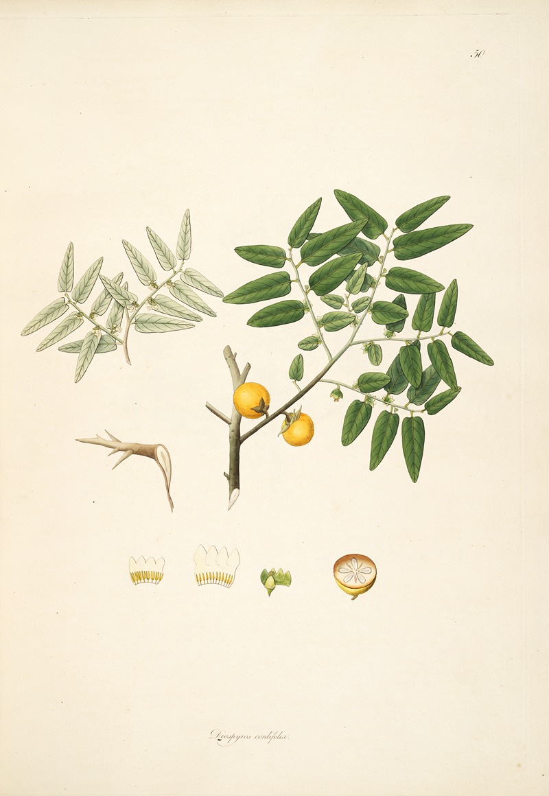 William Roxburgh - Plants of the coast of Coromandel Pl.050