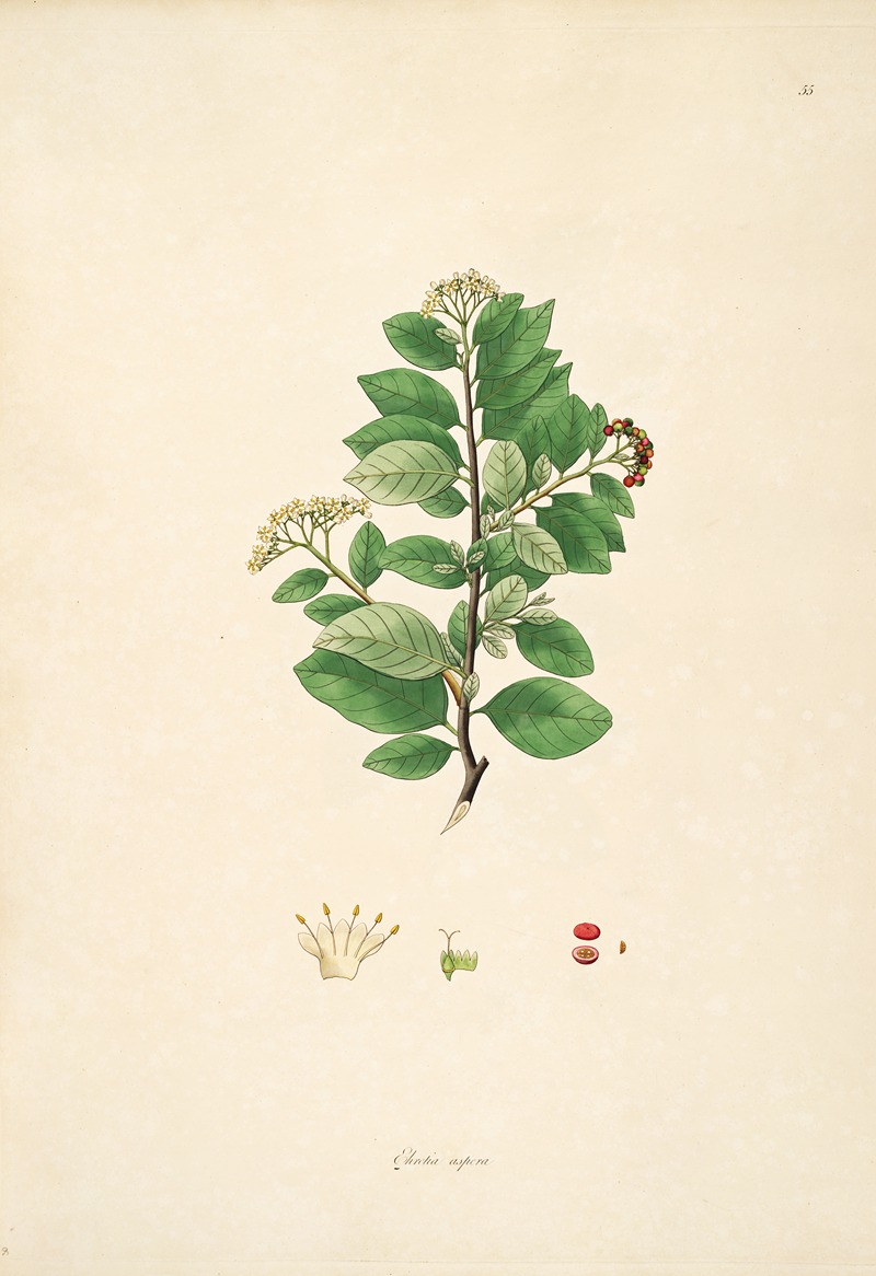 William Roxburgh - Plants of the coast of Coromandel Pl.055