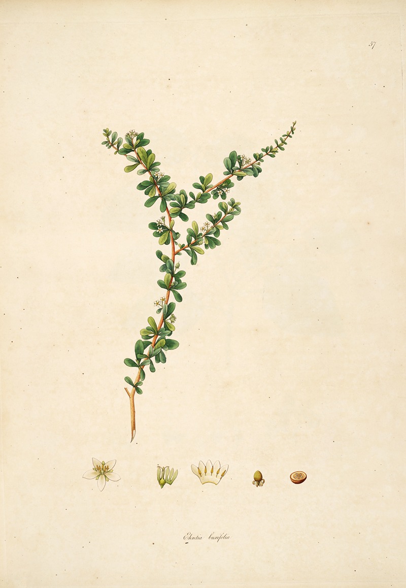 William Roxburgh - Plants of the coast of Coromandel Pl.057