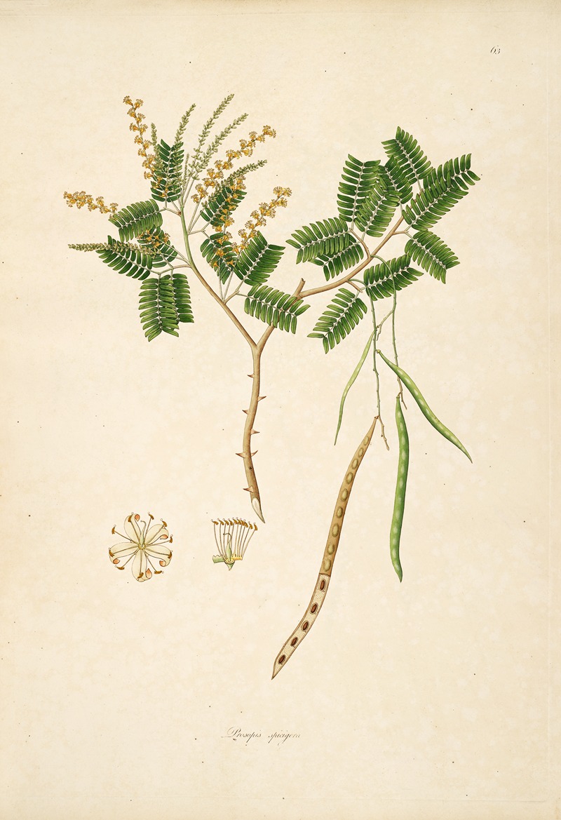 William Roxburgh - Plants of the coast of Coromandel Pl.063