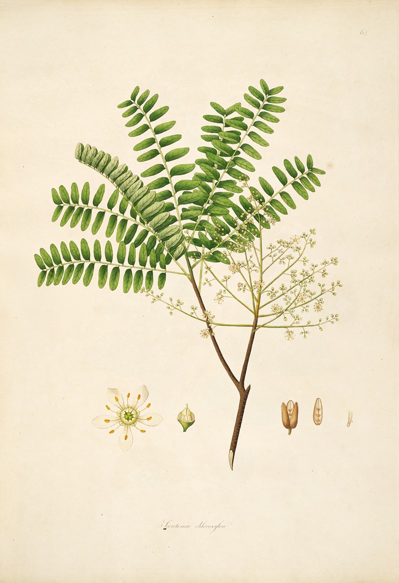 William Roxburgh - Plants of the coast of Coromandel Pl.064