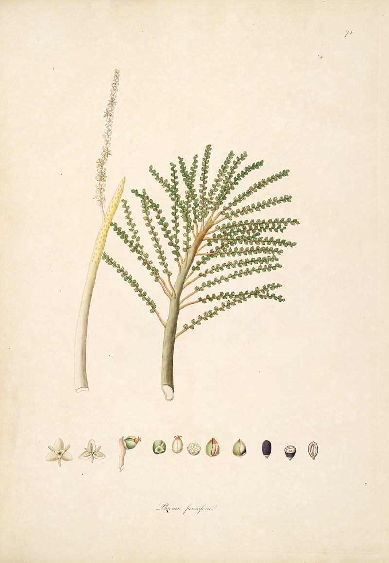 William Roxburgh - Plants of the coast of Coromandel Pl.074