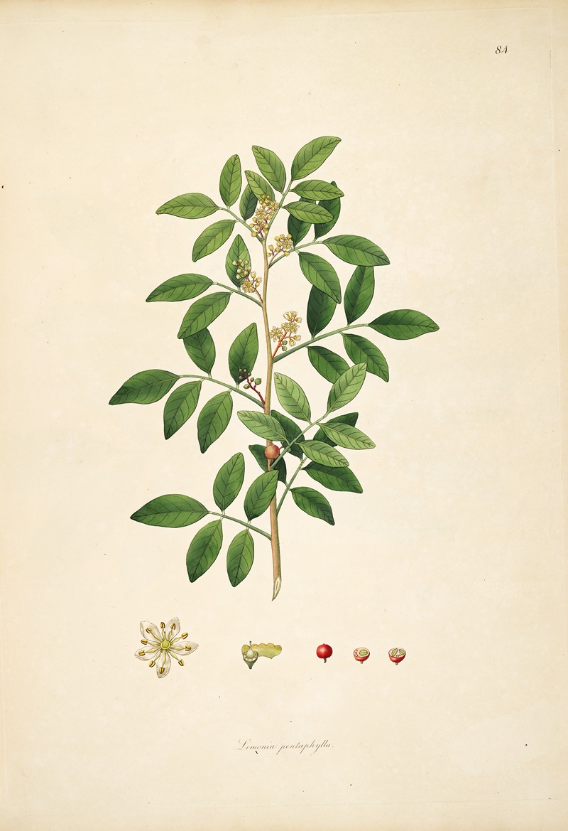 William Roxburgh - Plants of the coast of Coromandel Pl.084