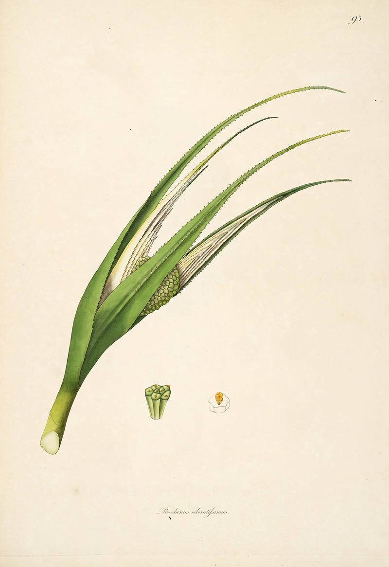 William Roxburgh - Plants of the coast of Coromandel Pl.095