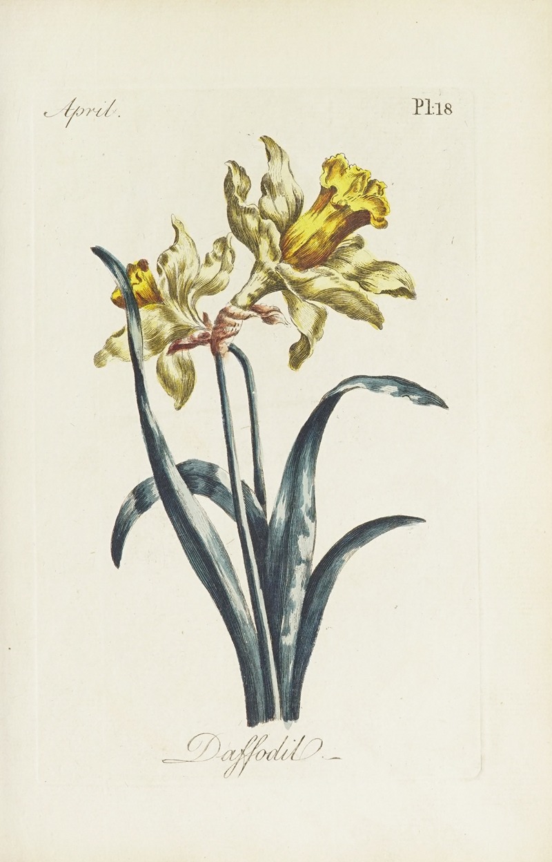 Carington Bowles - Daffodil