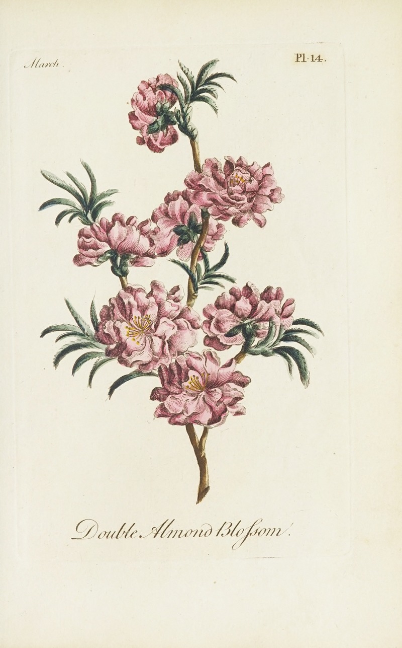 Carington Bowles - Double almond blossom