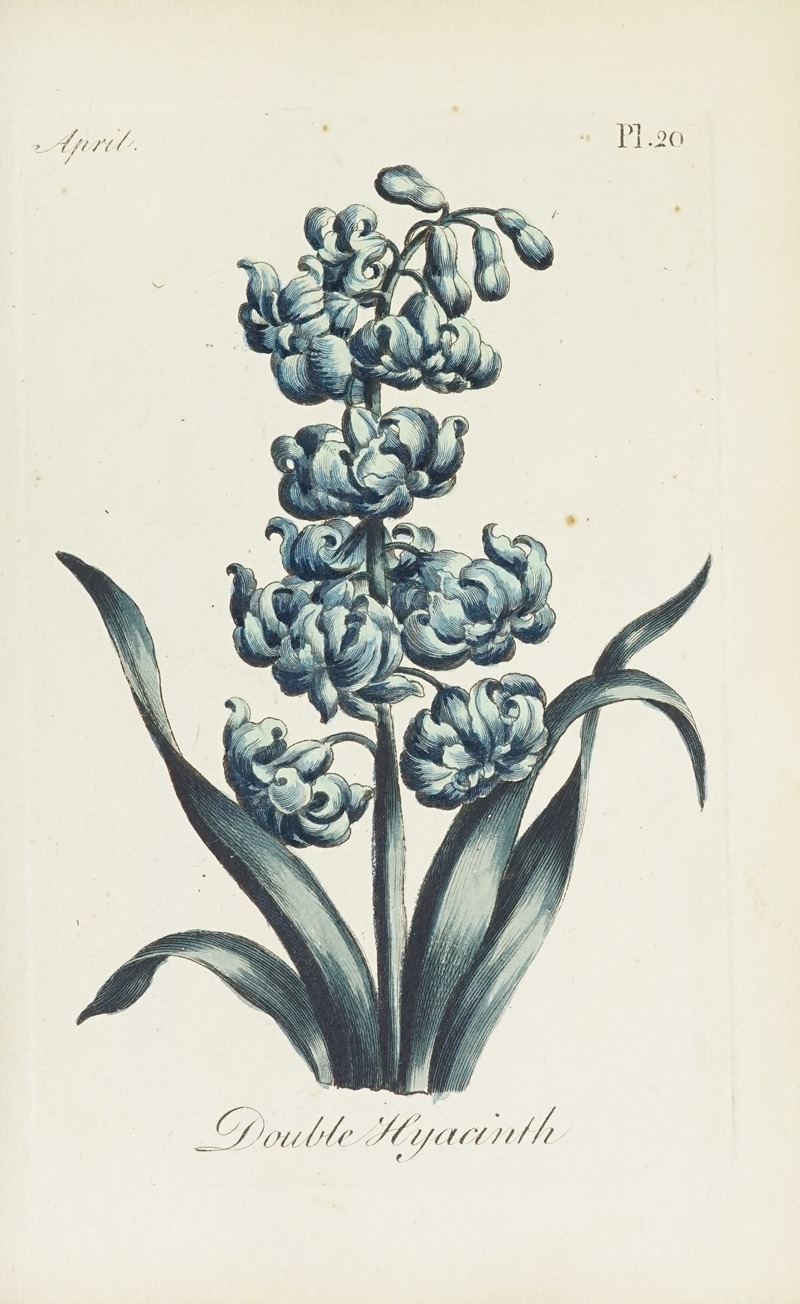 Carington Bowles - Double Hyacinth