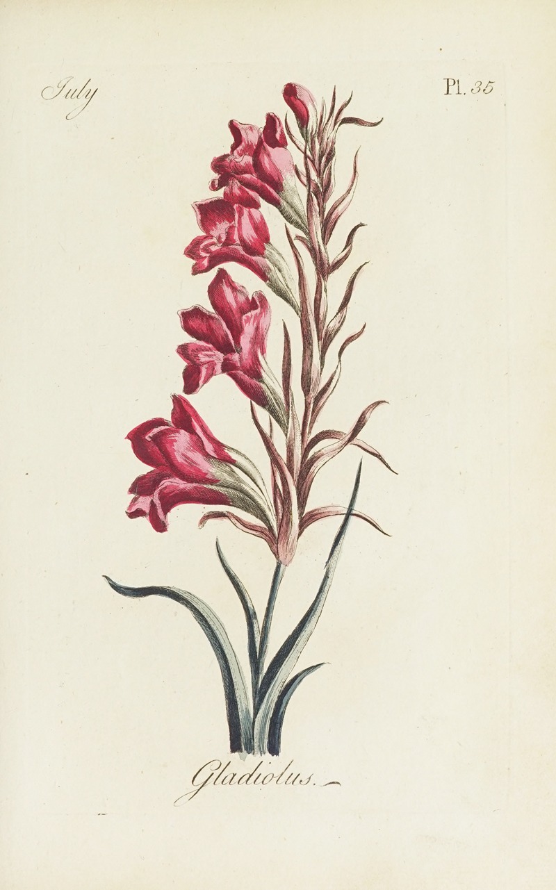 Carington Bowles - Gladiolus